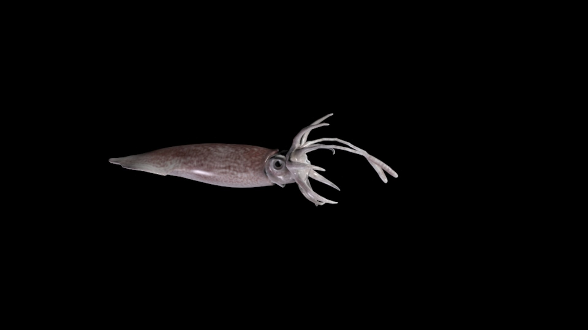 Max Squid Realistic Animation