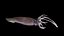 Realistyczny model squid 3D