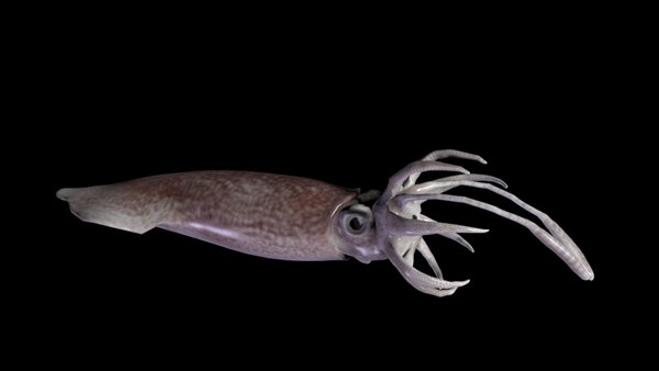 max squid realistic animation