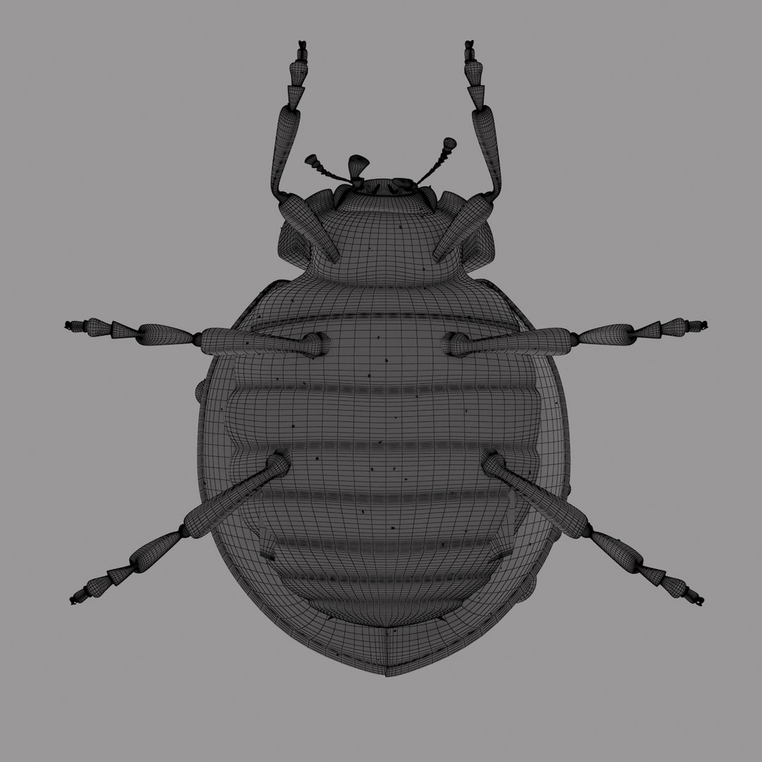 3d animation ladybug v-ray fur model