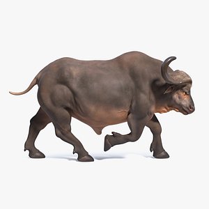 3D cape buffalo african rigged animal