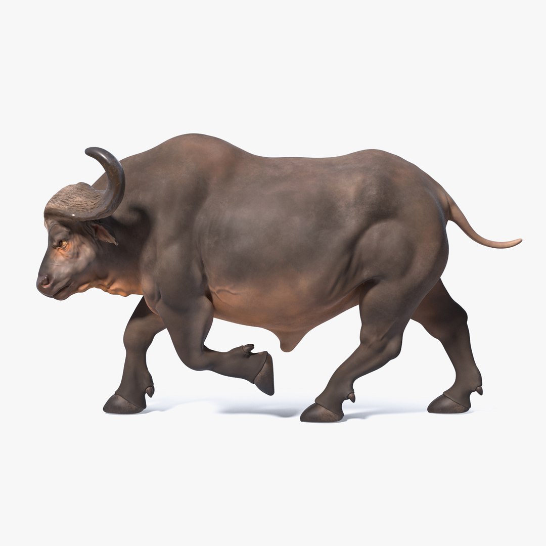 Cape Buffalo African Buffalo Rigged for Cinema 4D 3D model preview