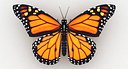 Monarch Butterfly
