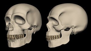 Realistic Human Skull model