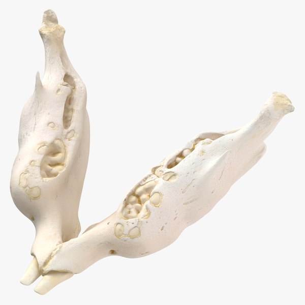 crested_porcupine_hystrix_cristata_jaw_01_square_0000.jpg