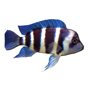 Fronto Fish