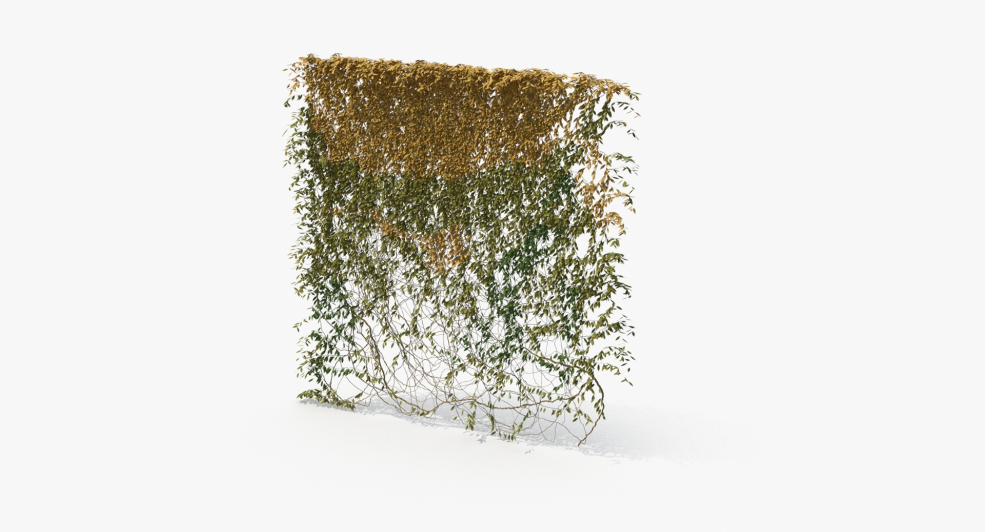 ivy 03 model https://p.turbosquid.com/ts-thumb/GN/PLVJua/E1CyEn28/p3v2/jpg/1556477846/1920x1080/turn_fit_q99/30ba637fa54e4f425f92b82e7c7fc1de365fe6d3/p3v2-1.jpg