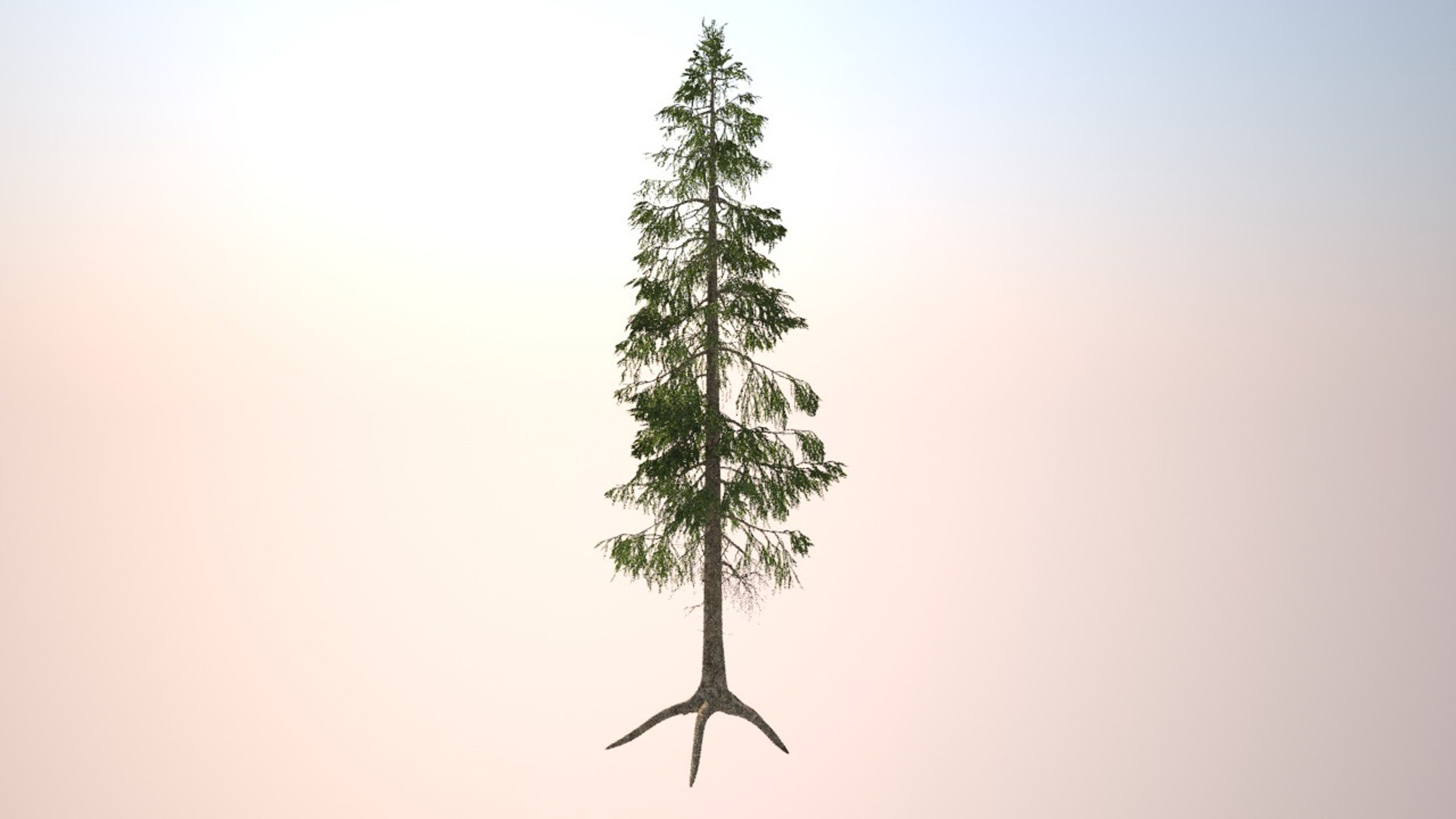 Obj Picea Abies Norwegian Spruce