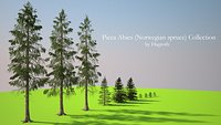 Picea Abies (Norwegian Spruce) Collection by Hagroth