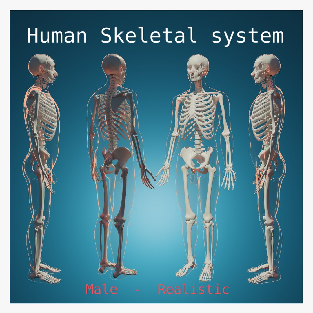 Complete Homan Body Anatomy Skeletal Skeleton Muscle Cardiovascular ...
