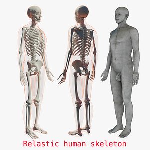 Human skeleton 3D model