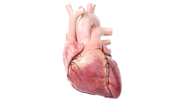 3D Human Heart v2 Animated model - TurboSquid 1754287