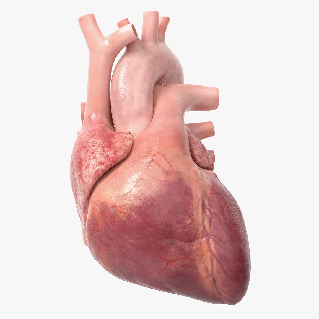 3D Human Heart v2 Animated model - TurboSquid 1754287