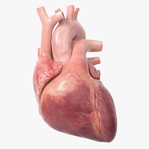 Human Heart v2 Animated