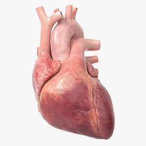 Human Heart v2 Animated
