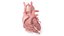 3D Human Heart v2 Animated model