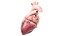 3D Human Heart v2 Animated model