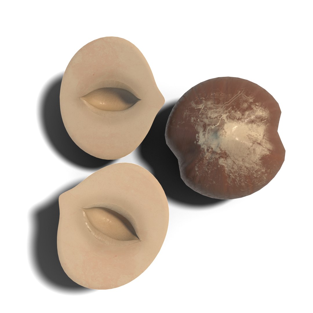 3D Hazelnut https://p.turbosquid.com/ts-thumb/GN/cXL5fe/Ga/hazelnut_05/png/1686918064/1920x1080/fit_q87/dc74b4d131007ffa33bb93a1bfe259297b8871f9/hazelnut_05.jpg