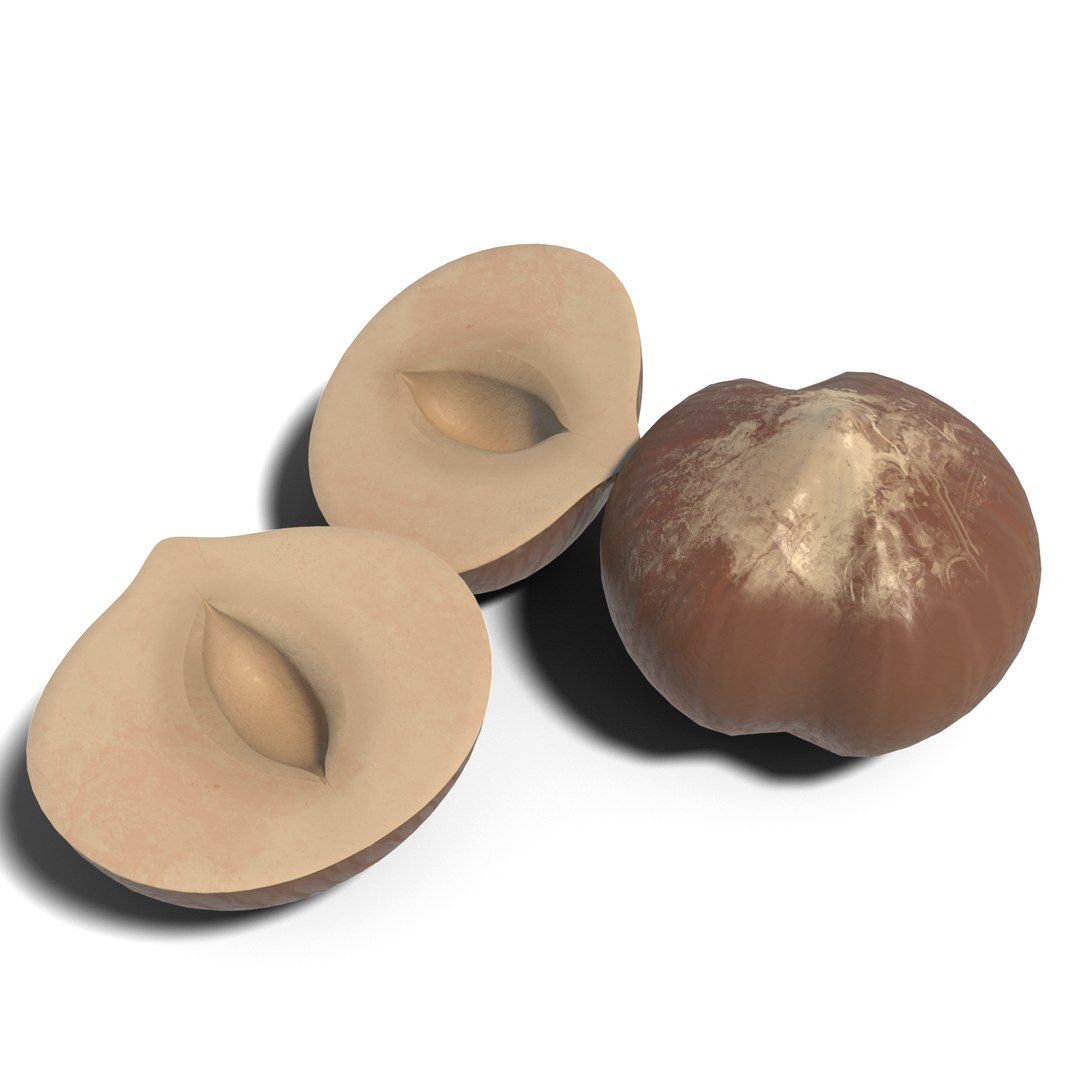 3D Hazelnut https://p.turbosquid.com/ts-thumb/GN/cXL5fe/tc/hazelnut_04/png/1686918064/1920x1080/fit_q87/c2f3bb3c0eca18880615723982221c539c51ad7d/hazelnut_04.jpg