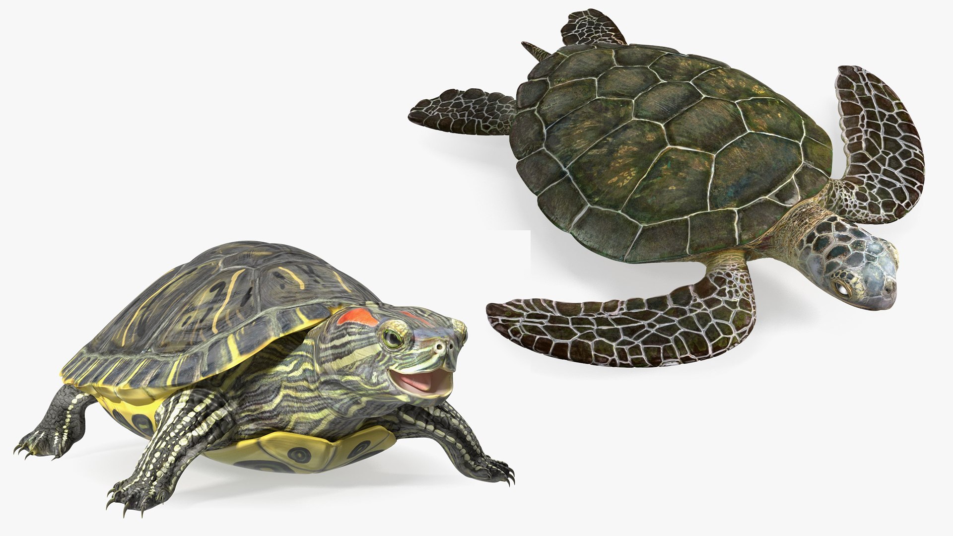 Turtles Rigged Collection 3D model https://p.turbosquid.com/ts-thumb/GN/f2sSlm/73/rigged_turtles_collection_001/jpg/1773317901/1920x1080/fit_q87/d0c21fdd79018282d4015d7458babdef526ba88f/rigged_turtles_collection_001.jpg