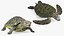 Turtles Rigged Collection