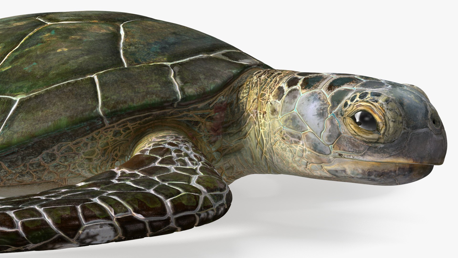 Turtles Rigged Collection 3D model https://p.turbosquid.com/ts-thumb/GN/f2sSlm/AZ/rigged_turtles_collection_008/jpg/1773317904/1920x1080/fit_q87/c315106be9ef2d200733b4b1de8ca9cfd06df2e4/rigged_turtles_collection_008.jpg