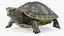 Turtles Rigged Collection