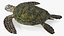 Turtles Rigged Collection