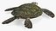 Turtles Rigged Collection