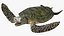 Turtles Rigged Collection