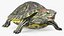 Turtles Rigged Collection