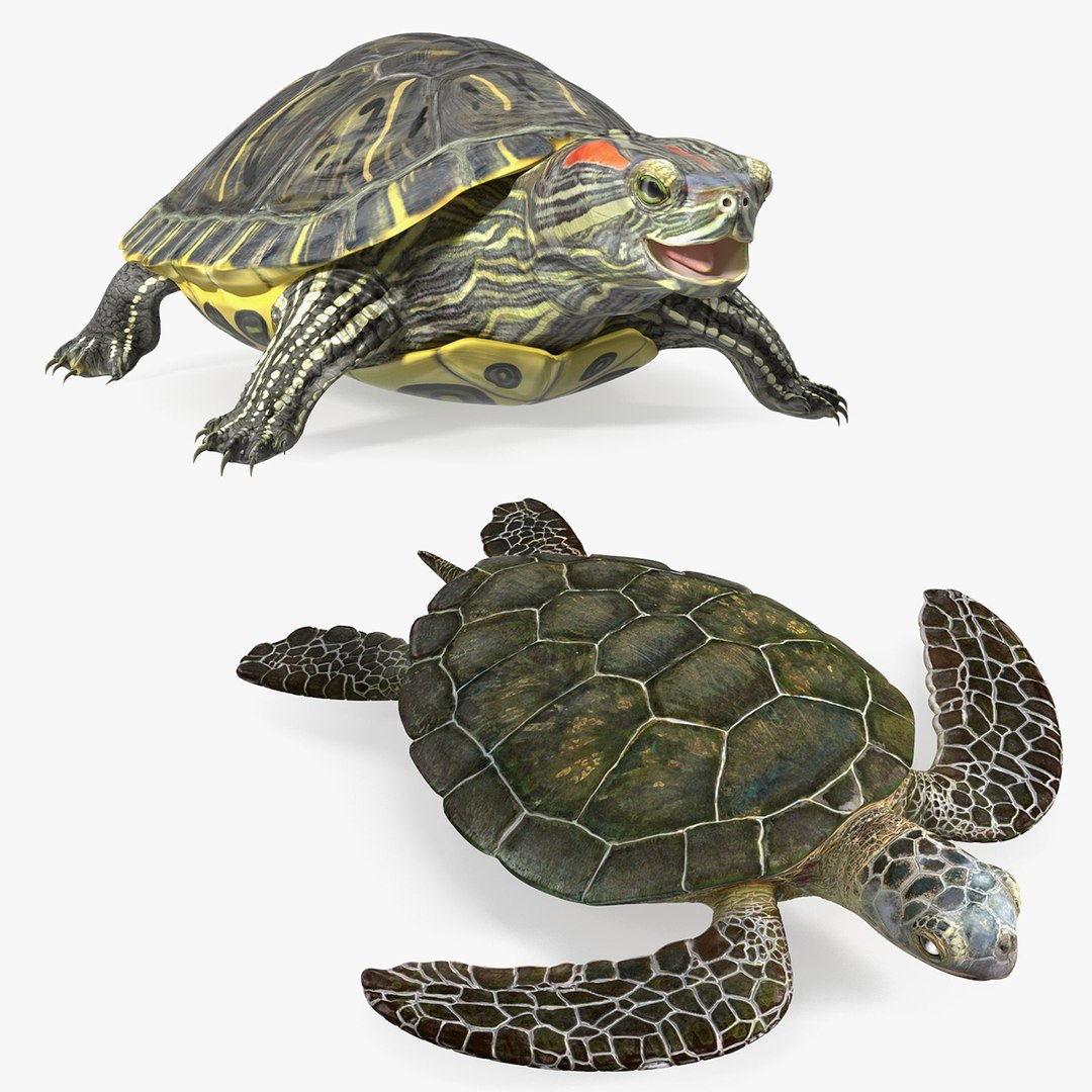 Turtles Rigged Collection 3D model https://p.turbosquid.com/ts-thumb/GN/f2sSlm/iN/rigged_turtles_collection_000/jpg/1773317902/1920x1080/fit_q87/decab3a745fdfadde8df507b53fd9a9ad6ffbfb6/rigged_turtles_collection_000.jpg