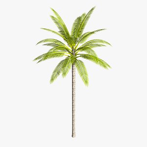 Coconut palm tree - straight
