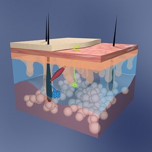 skin layer 3d model