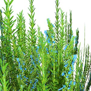 Realistic Rosemary Plant 3D
