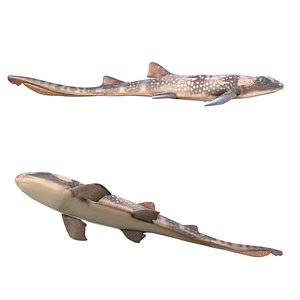 3D Bamboo Shark