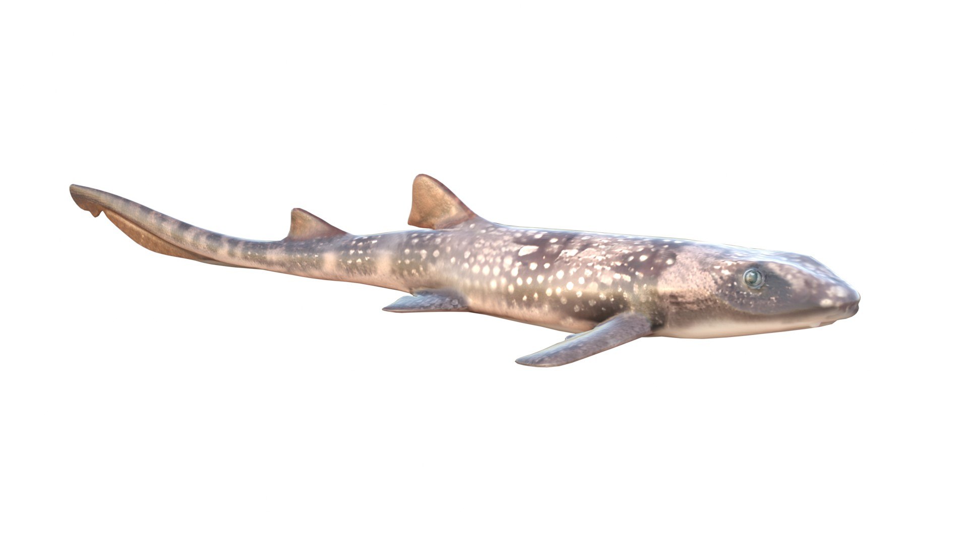 3D 50 Fish Sea Creature Collection v3 https://p.turbosquid.com/ts-thumb/GO/8ZNdSl/fG/1/jpg/1790282608/1920x1080/fit_q87/4acb7cf10b04330c325ff0284601f53f626197cf/1.jpg