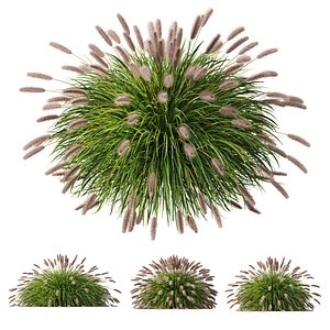 3D HQ Plants Pennisetum Alopecuroides Lampenputzergras Fountain Hameln Version03 model