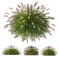 HQ Plants Pennisetum Alopecuroides Lampenputzergras Fountain Hameln Version03