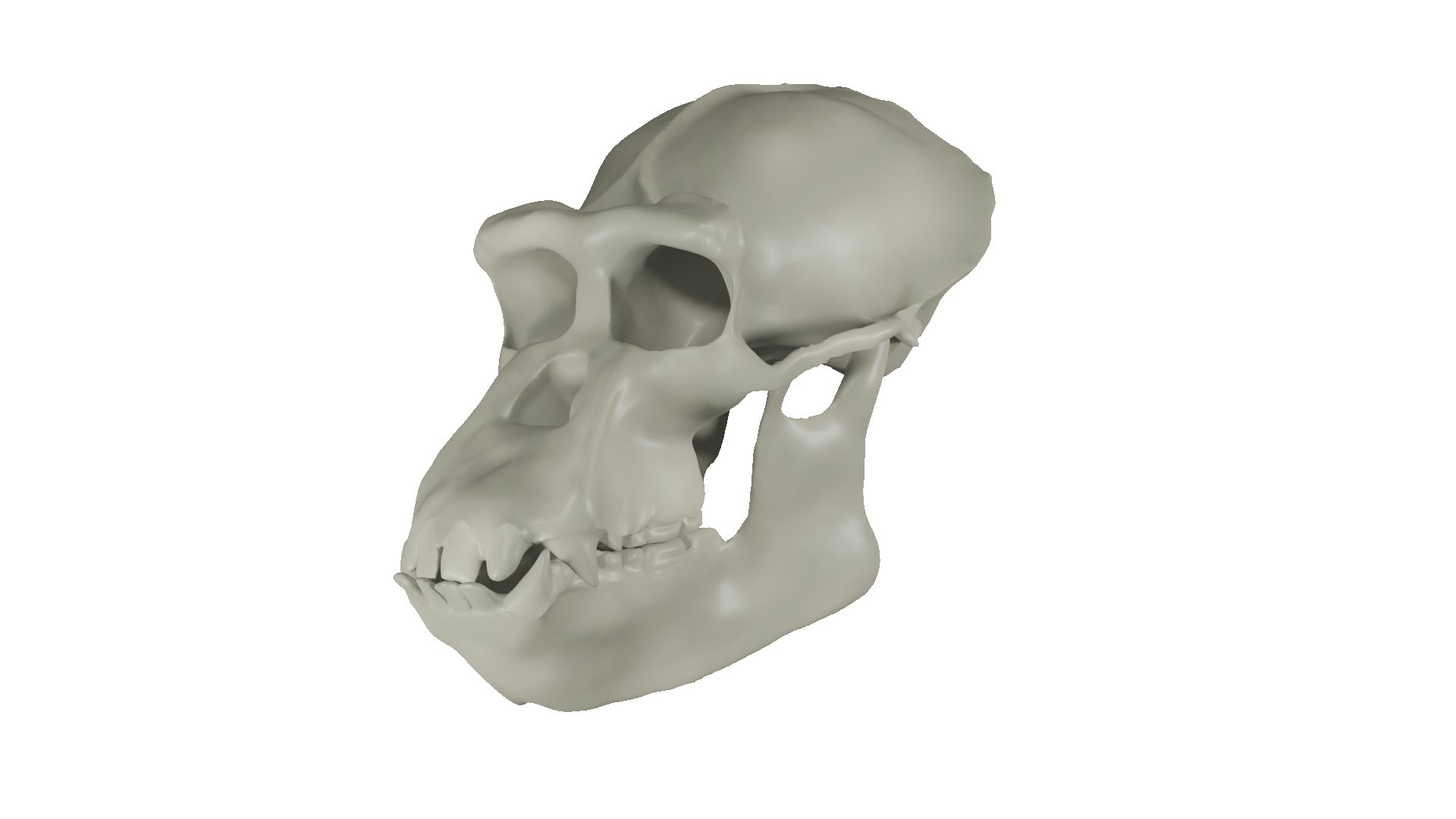 Realistic chimpanzee adult skull 3d turbosquid 1972396