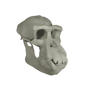 Realistic Chimpanzee Adult Skull 3D
