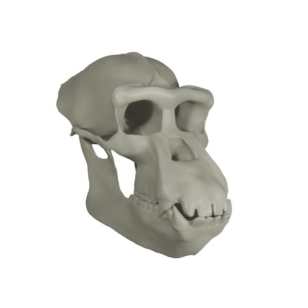Realistic chimpanzee adult skull 3d turbosquid 1972396