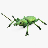 Curculionidae (Snout Beetle)
