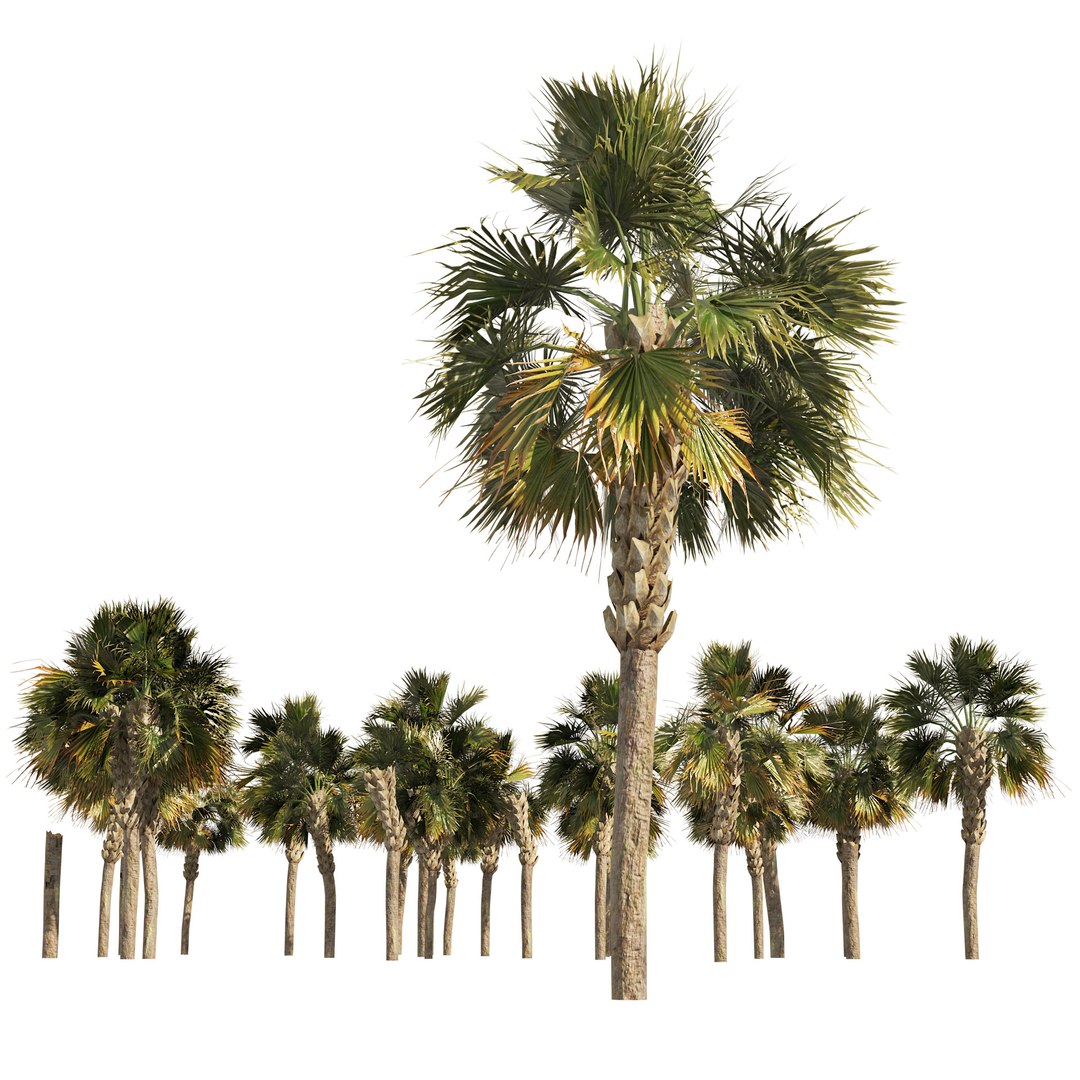 Low poly palmetto trees 3D model https://p.turbosquid.com/ts-thumb/GO/buVz6d/19/07pp/jpg/1655943623/1920x1080/fit_q87/2e083766e300b87dab8d41cfd18ab2253191076f/07pp.jpg