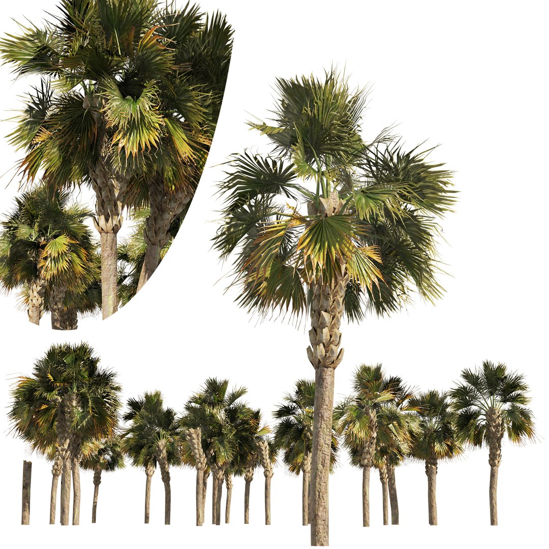 Low poly palmetto trees 3D model https://p.turbosquid.com/ts-thumb/GO/buVz6d/Qc/cover0102/jpg/1655943606/1920x1080/fit_q87/283f464bafb915a9e2aa5826d76560cf3eb63cd8/cover0102.jpg