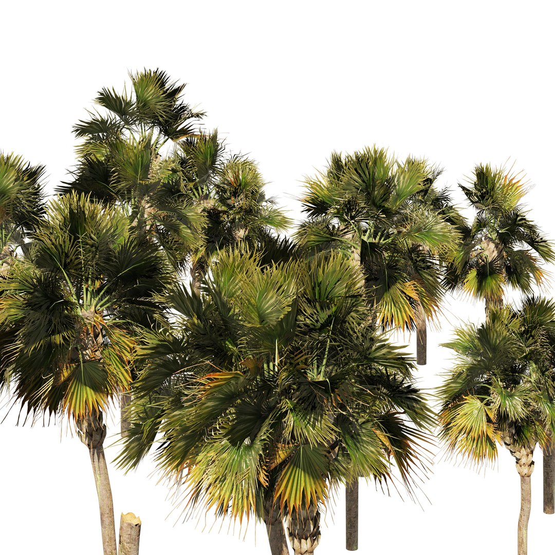 Low poly palmetto trees 3D model https://p.turbosquid.com/ts-thumb/GO/buVz6d/ec/03pp/jpg/1655943623/1920x1080/fit_q87/8a8cee2fc7ccd1afef828125fa3c08f3db99bd9c/03pp.jpg