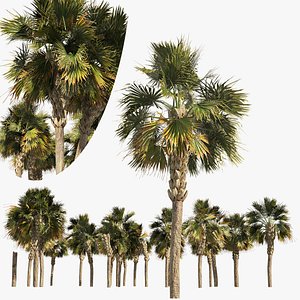Low poly palmetto trees 3D model