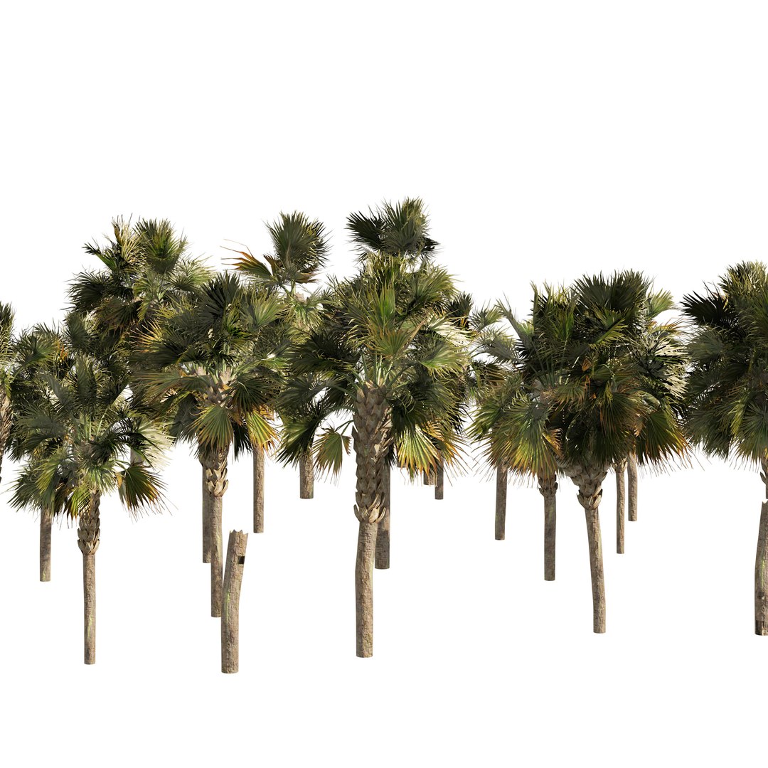 Low poly palmetto trees 3D model https://p.turbosquid.com/ts-thumb/GO/buVz6d/m8/02pp/jpg/1655943620/1920x1080/fit_q87/85d4c1175a6a13860464898839952e7fccc81036/02pp.jpg
