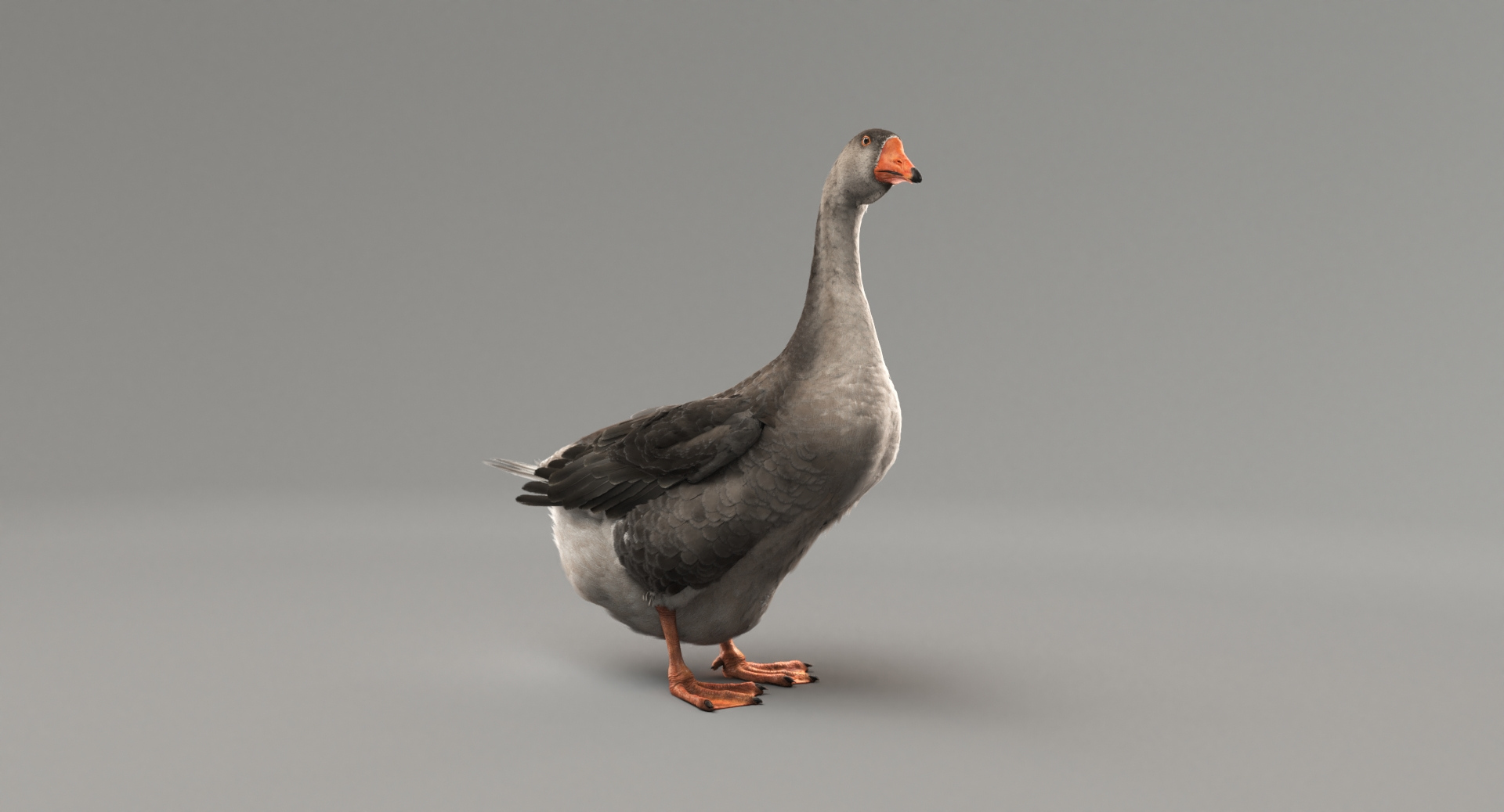 goose rigged animate model https://p.turbosquid.com/ts-thumb/GO/cccO8L/DOLC8CnJ/0000/jpg/1555602935/1920x1080/turn_fit_q99/f54370b8b9e03f7abb828fd6171873fce28b2323/0000-1.jpg