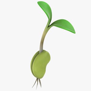 Growing Seed 03